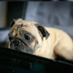 Pug Separation Anxiety Solutions