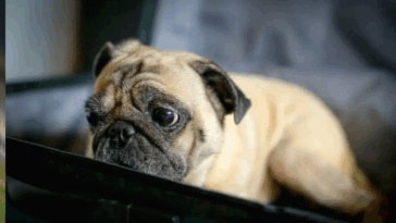 Pug Separation Anxiety Solutions