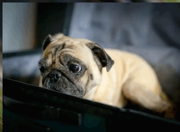 Pug Separation Anxiety Solutions