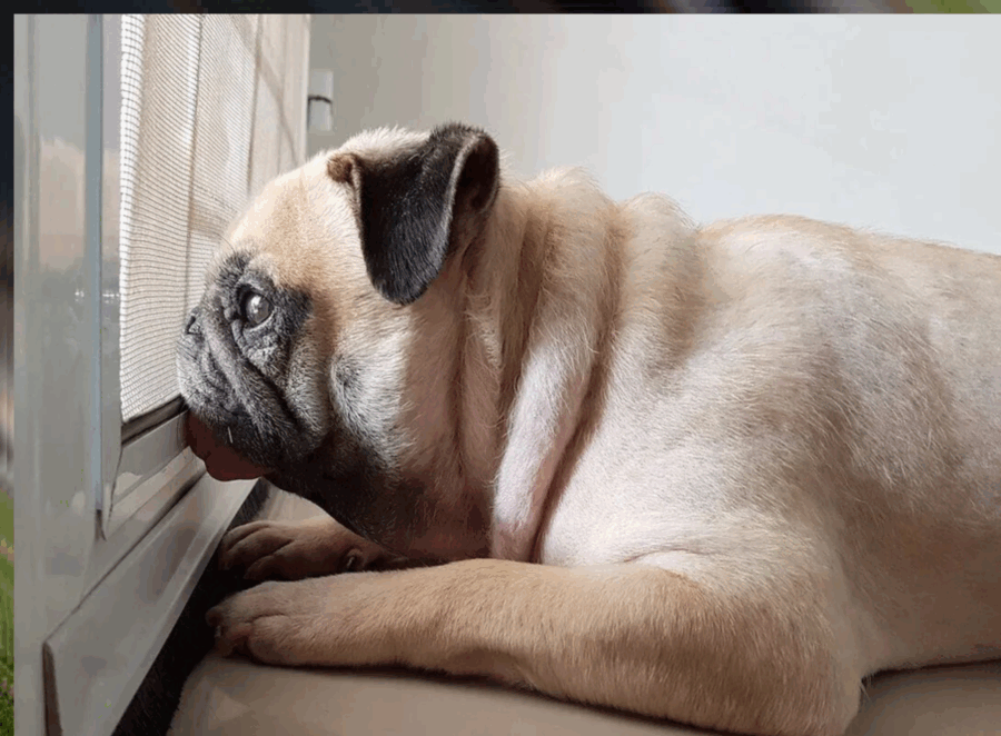 Pug Separation Anxiety Solutions