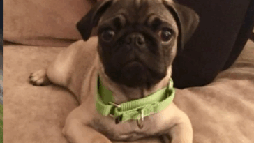 How To Stop Pug From Biting