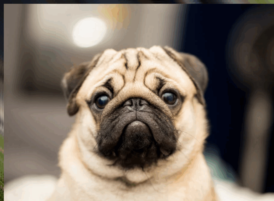 How To Stop Pug From Biting