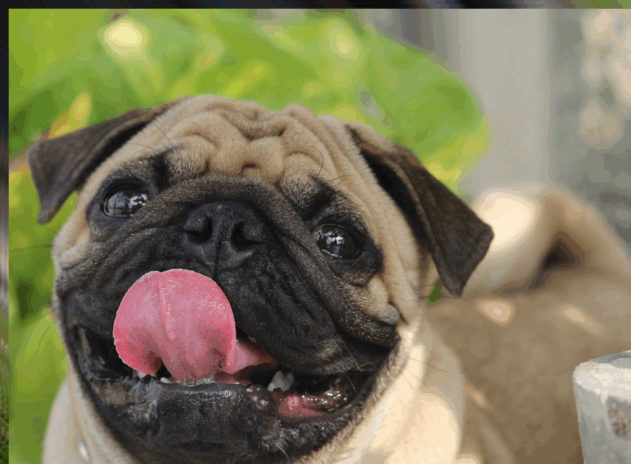 How To Stop Pug From Biting