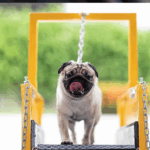 What to Do If Your Pug Gets Lost