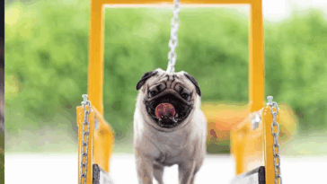 What to Do If Your Pug Gets Lost