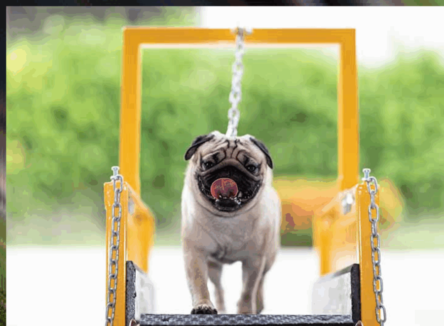Are Pugs Hard To Train