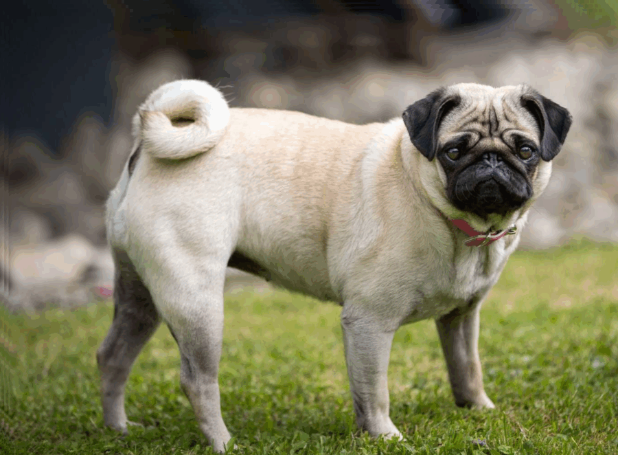 Are Pugs Hard To Train
