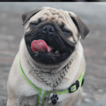 teaching pugs basic commands