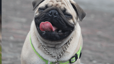 teaching pugs basic commands
