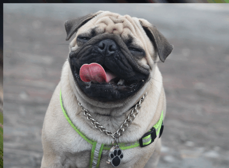 teaching pugs basic commands