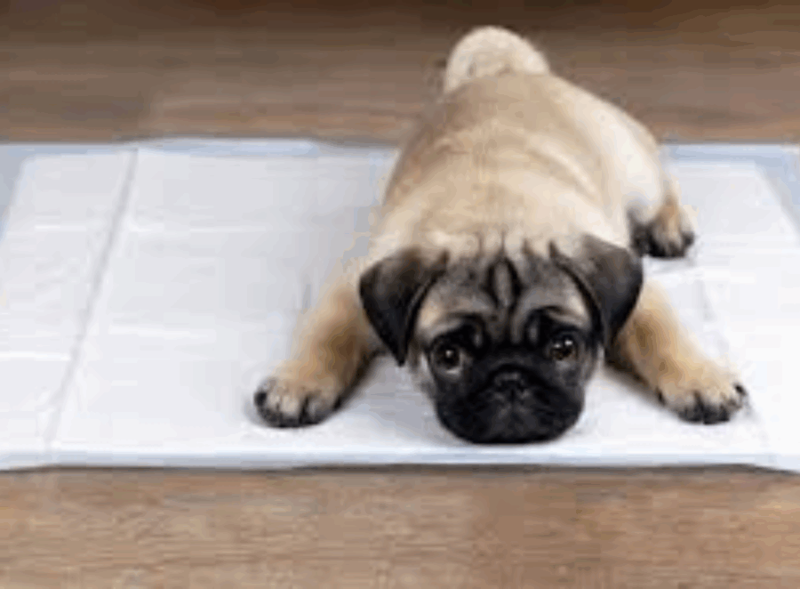 Pug Potty Training Problems