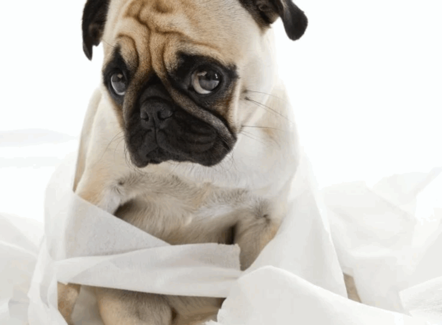 Pug Potty Training Problems