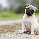 Pug Potty Training Problems
