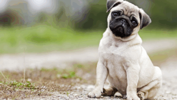 Pug Potty Training Problems