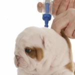 Pug Puppy Vaccination Schedule