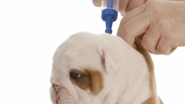 Pug Puppy Vaccination Schedule