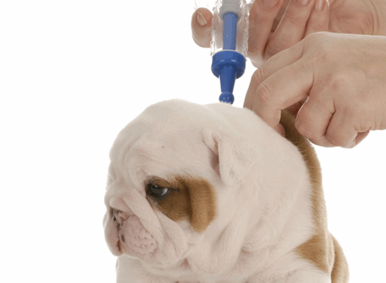 Pug Puppy Vaccination Schedule