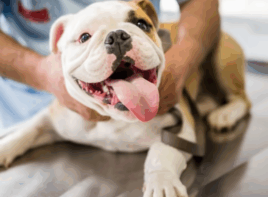 Pug Puppy Vaccination Schedule