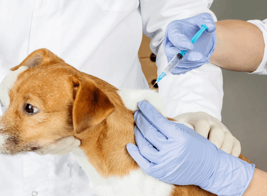 Pug Puppy Vaccination Schedule