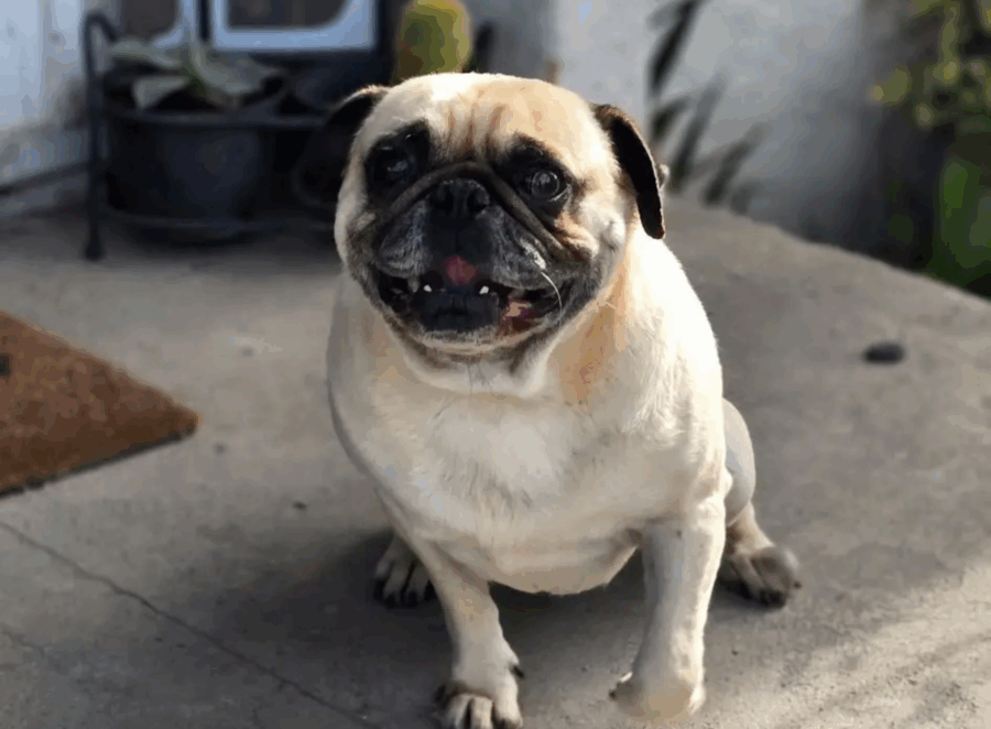 Pug Rescue Organizations