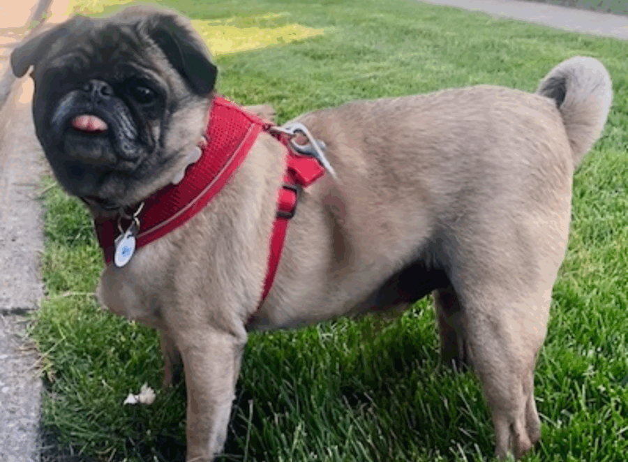 Pug Rescue Organizations