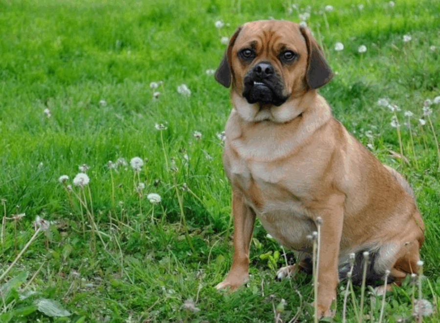 Traveling Europe with My Pug