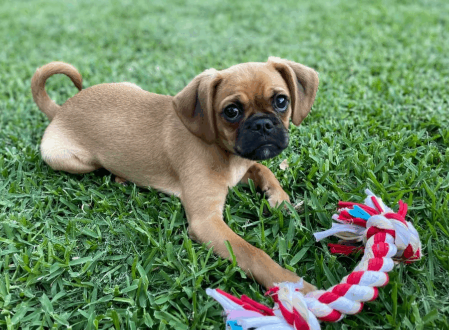 pug mix breeds and hybrids