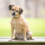 pug mix breeds and hybrids