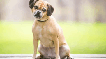 pug mix breeds and hybrids