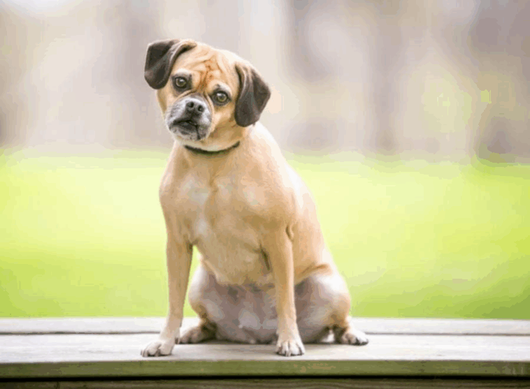 pug mix breeds and hybrids
