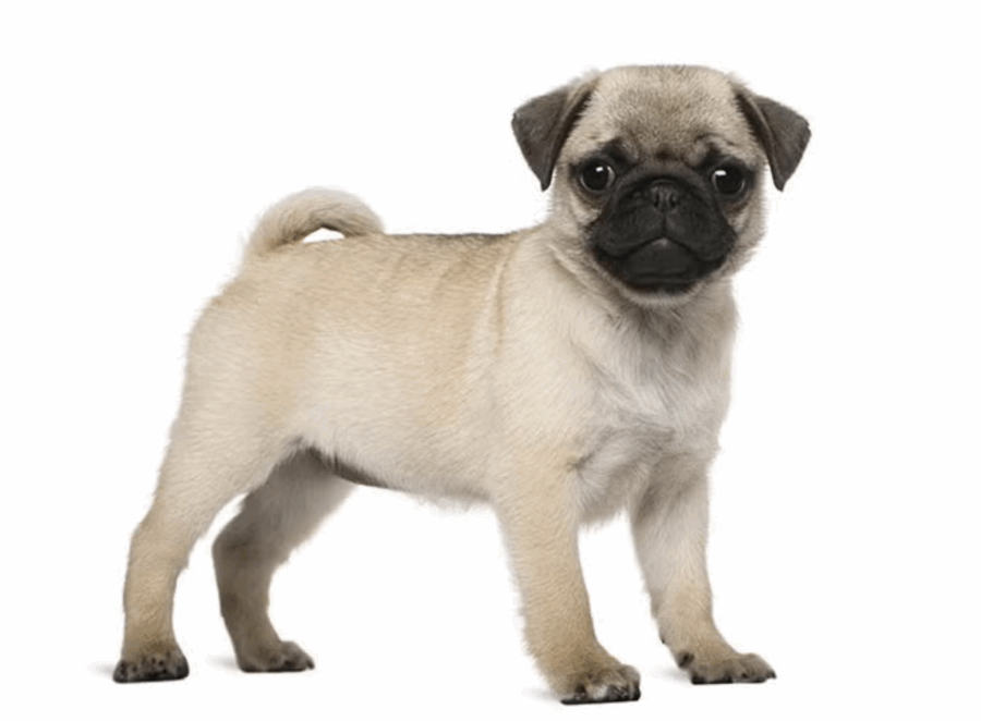 Reputable Pug Breeders USA