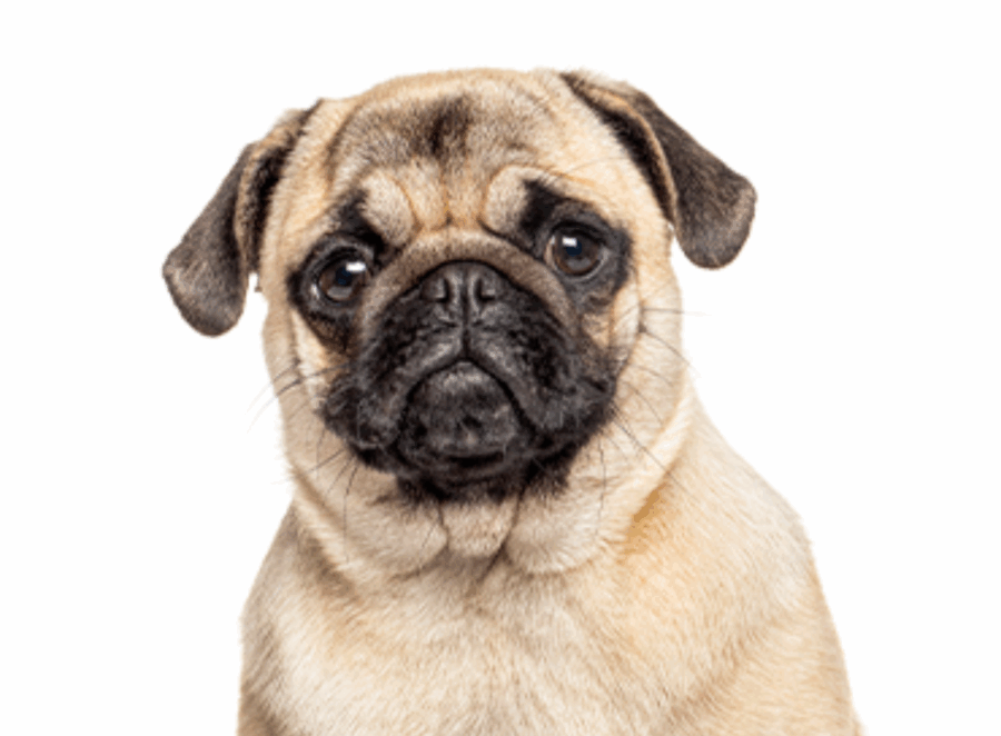 Reputable Pug Breeders USA