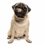 Reputable Pug Breeders USA