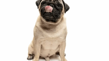 Reputable Pug Breeders USA