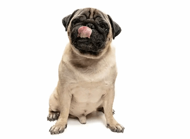 Reputable Pug Breeders USA