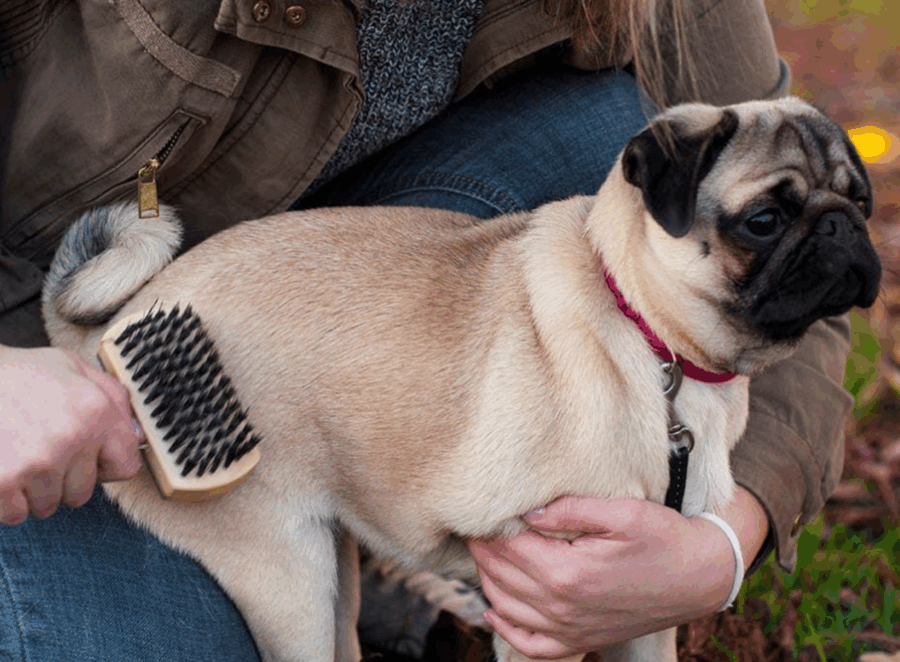 pug grooming routine