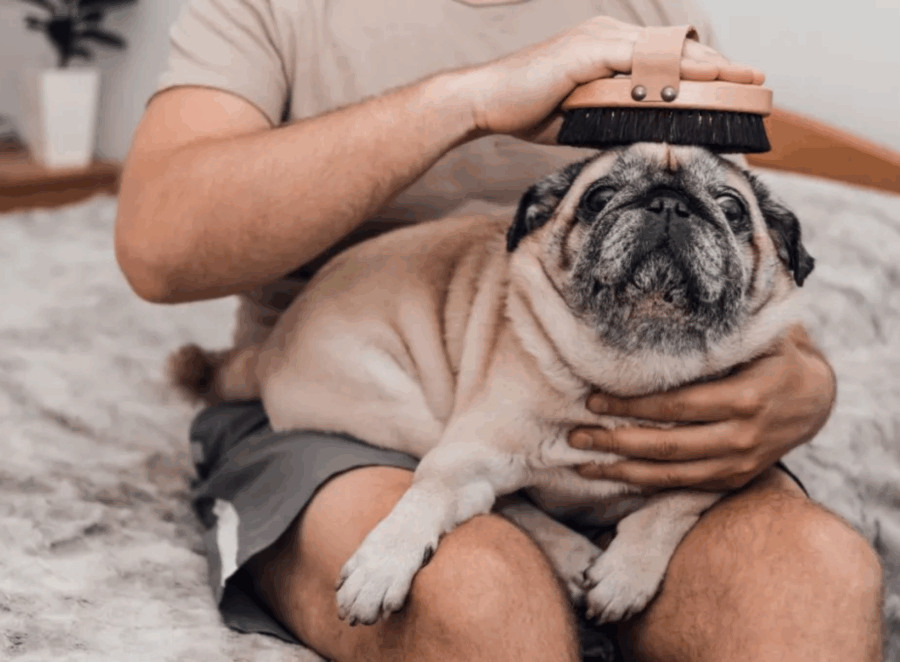 pug grooming routine