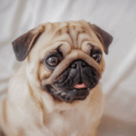 pug grooming routine