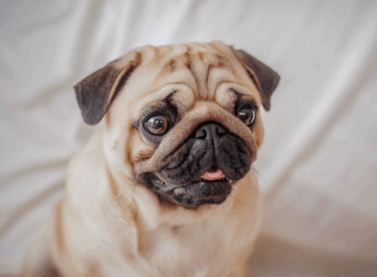 pug grooming routine