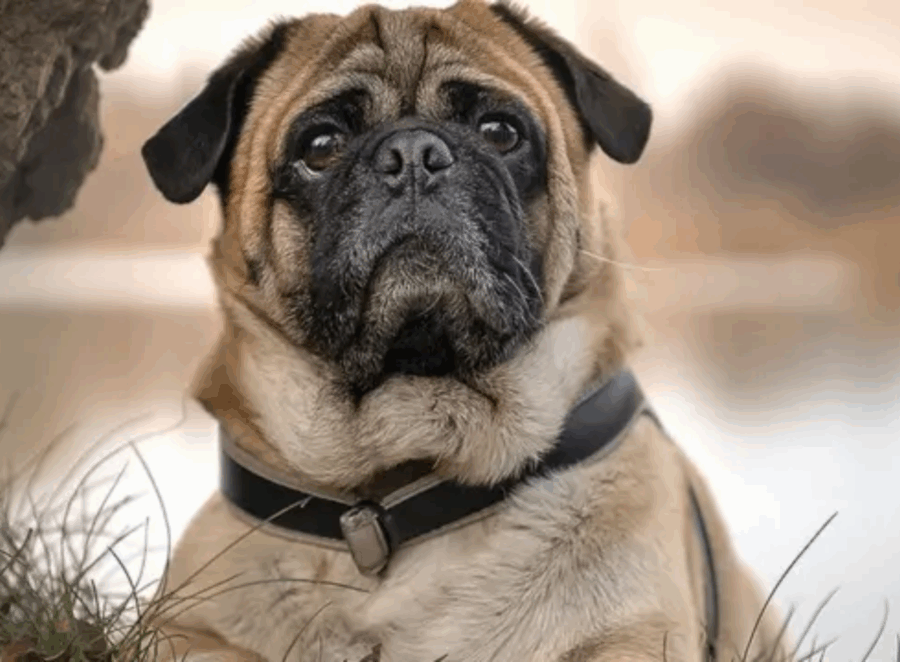 common pug health problems