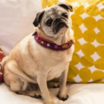 common pug health problems