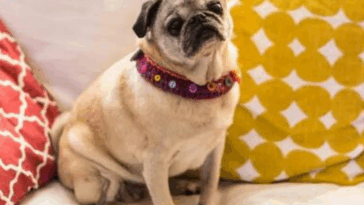 common pug health problems