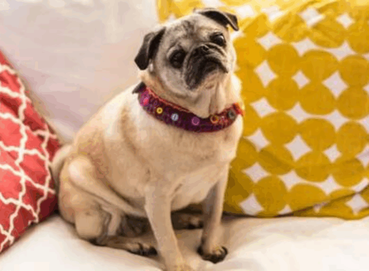 common pug health problems