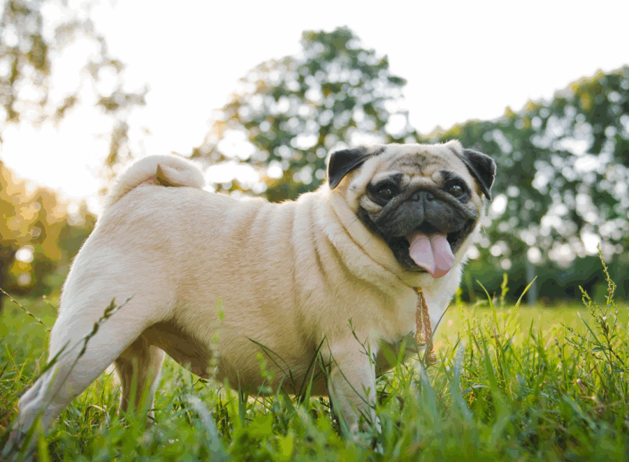 common pug health problems
