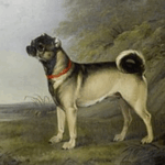 Pug Breed Origin And History