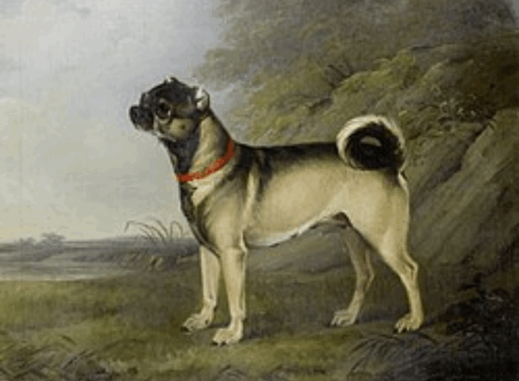 Pug Breed Origin And History