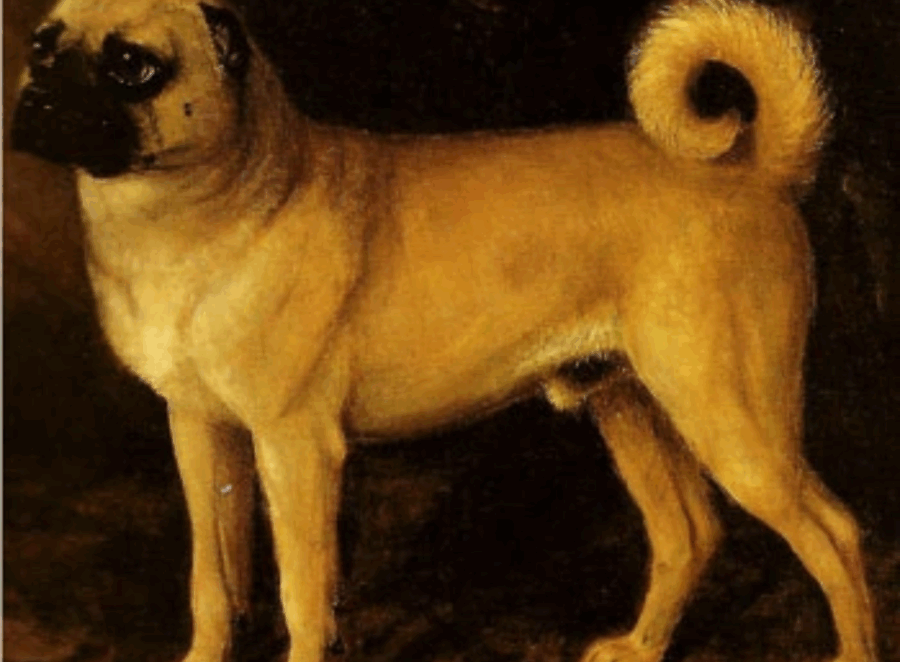 Pug Breed Origin And History