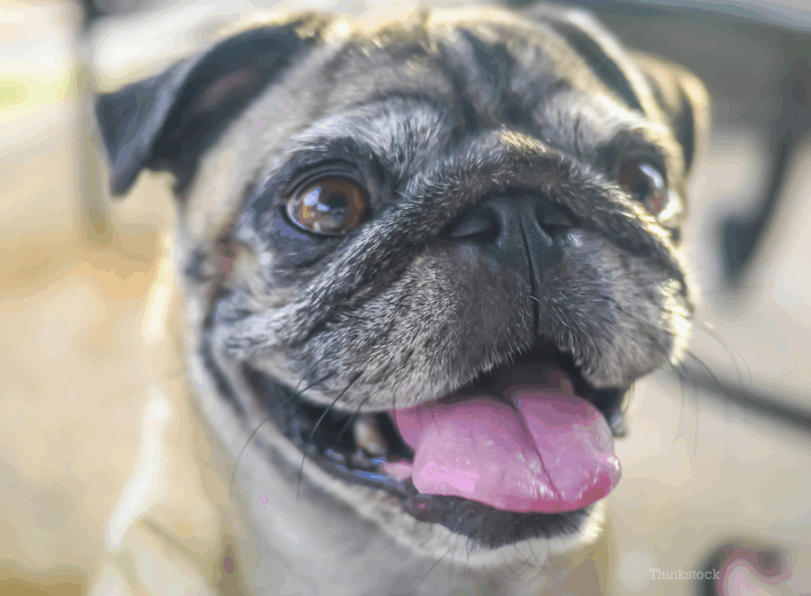 common myths about pugs
