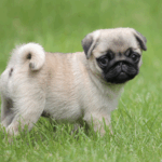 common myths about pugs