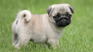 common myths about pugs